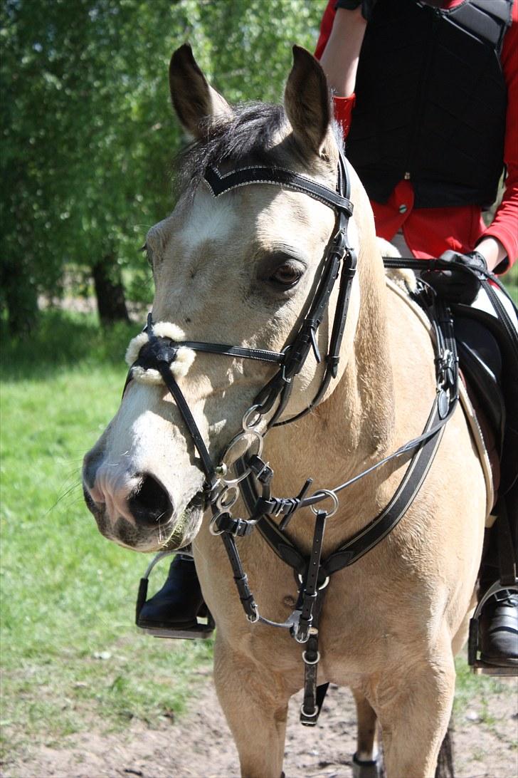 Anden særlig race SPOOGIE. *B-pony* - lige inden vi skal ind på banen til MB, smukkespoogie :-) <3 billede 20