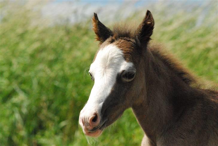Welsh Pony (sec B) Snupti (Solgt) billede 4