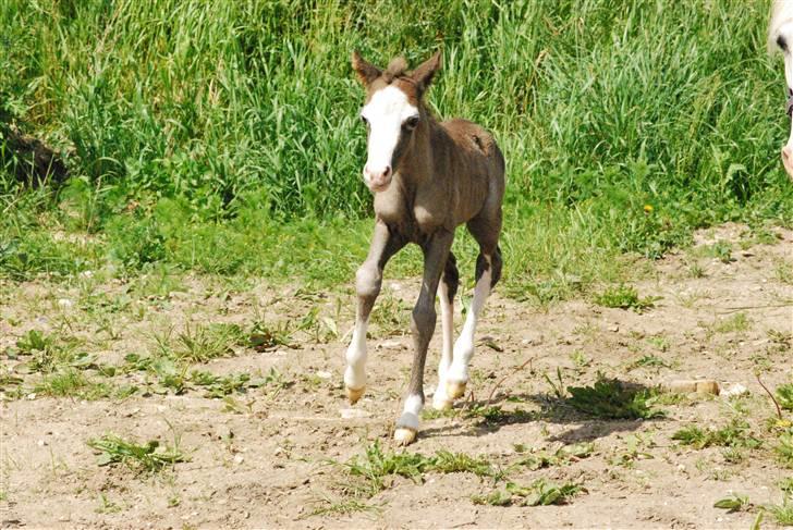 Welsh Pony (sec B) Snupti (Solgt) billede 5