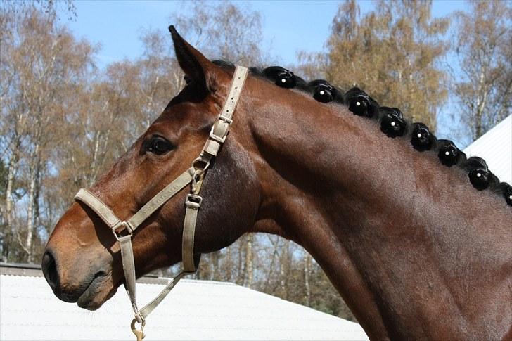 Dansk Varmblod Entertainer - "hingstebassen" entertainer siger farvel for denne gang <3 billede 18