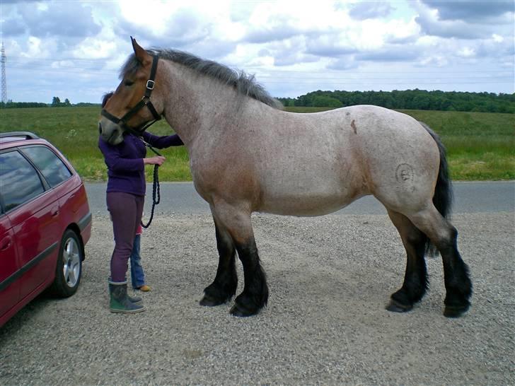 Belgier Dalmoses Bertha (solgt) billede 13