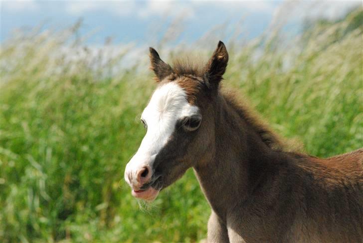 Welsh Pony (sec B) Snupti (Solgt) billede 6