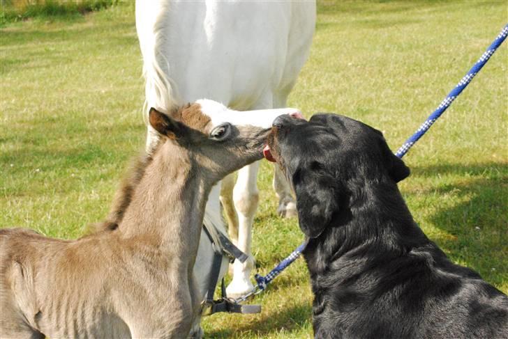 Welsh Pony (sec B) Snupti (Solgt) - Følle og vores hund Buster der syntes at hinanden er meget interessante ; ) <3 billede 10