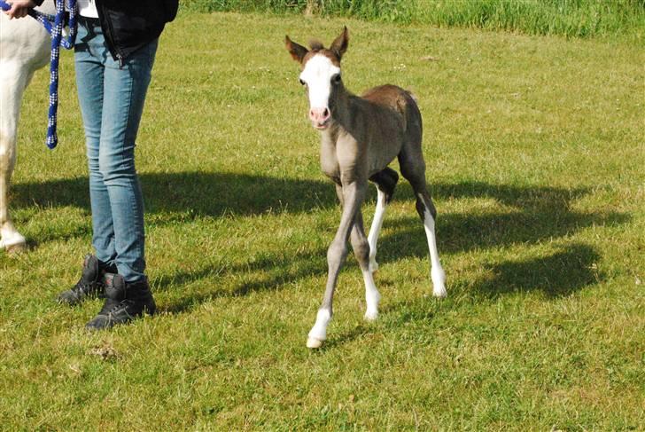 Welsh Pony (sec B) Snupti (Solgt) billede 7
