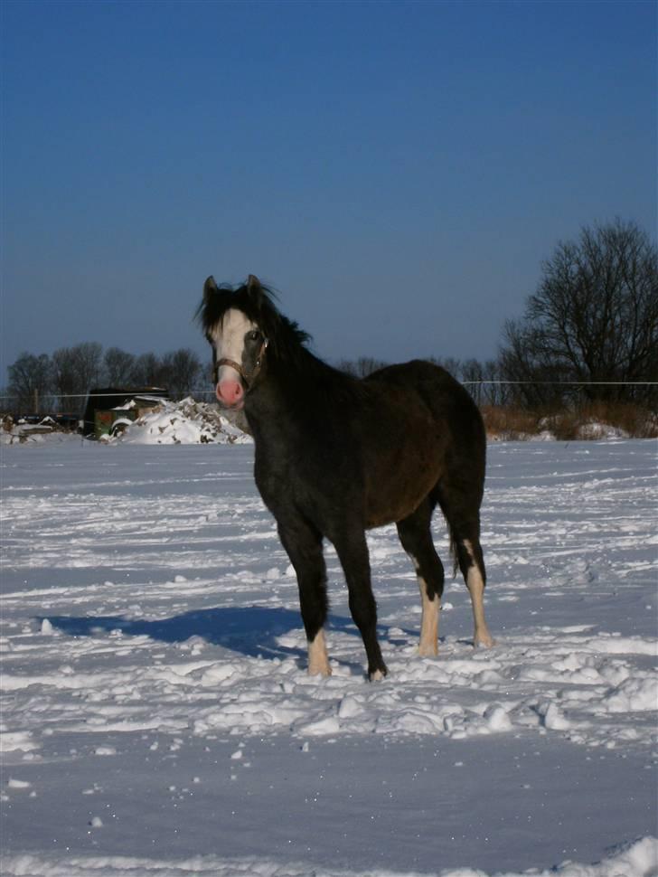 Welsh Pony (sec B) Snupti (Solgt) billede 19