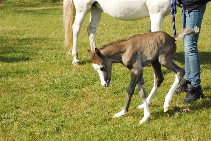 Welsh Pony (sec B) Snupti (Solgt) billede 8