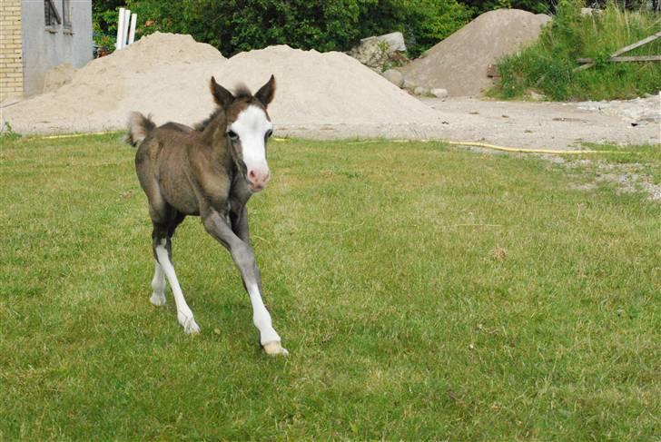 Welsh Pony (sec B) Snupti (Solgt) billede 9