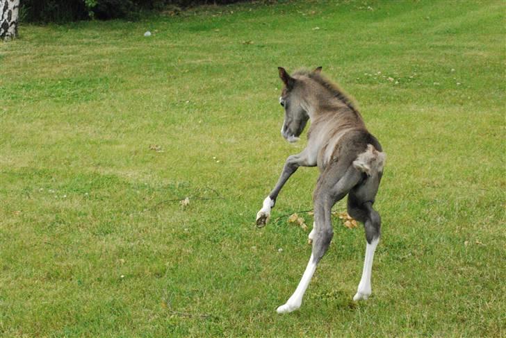 Welsh Pony (sec B) Snupti (Solgt) billede 13