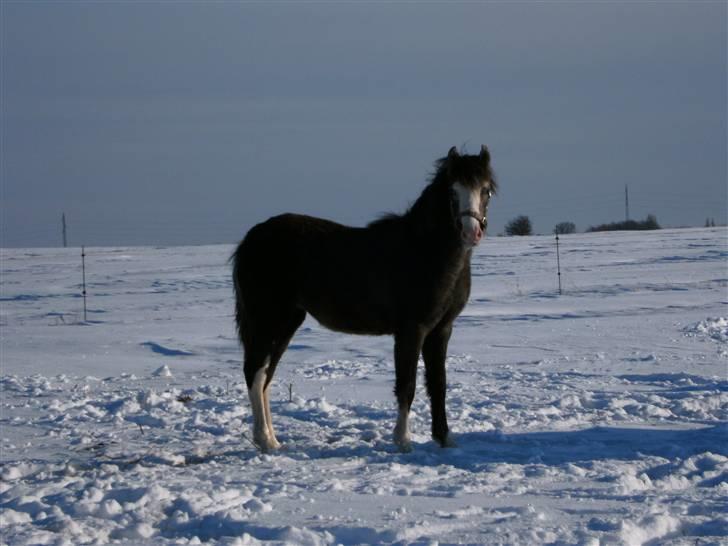 Welsh Pony (sec B) Snupti (Solgt) billede 11