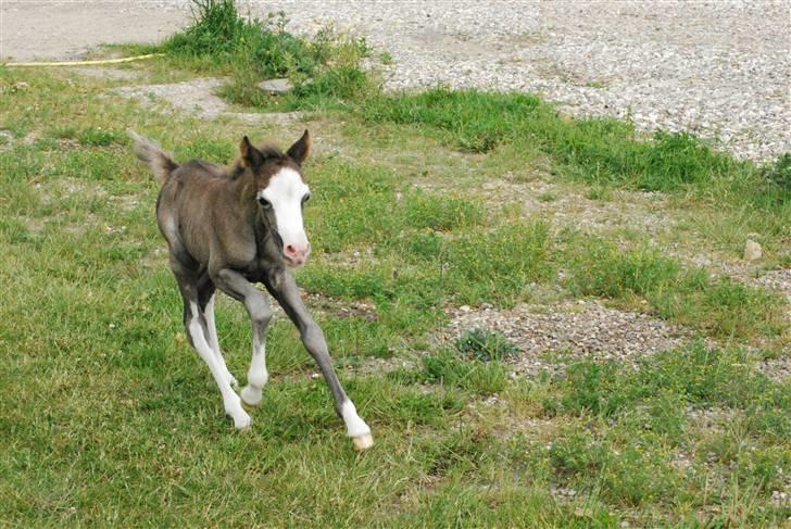 Welsh Pony (sec B) Snupti (Solgt) billede 14