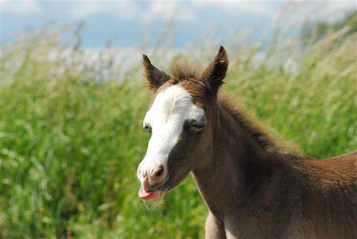 Welsh Pony (sec B) Snupti (Solgt) billede 15