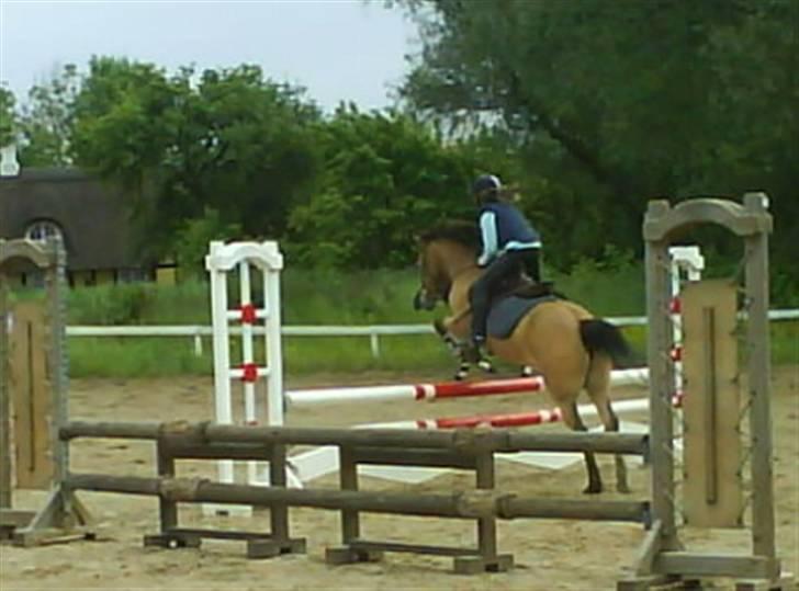 Irsk Sportspony Irish Don billede 14