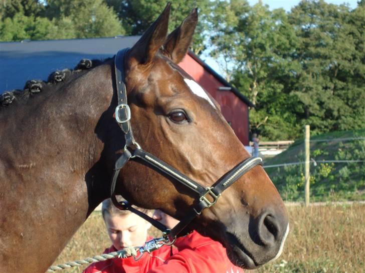 Dansk Varmblod teglhøjgårds master R.I.P - stævne i askov, min lille hest er bare så smuk! :D <3 billede 10