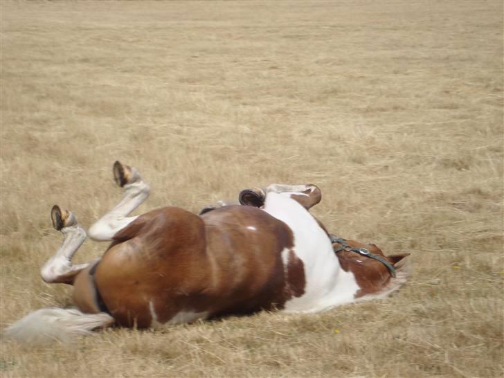 Pinto Hestehavens Julius  - Endelave 2009! fantastisk tur!  billede 3