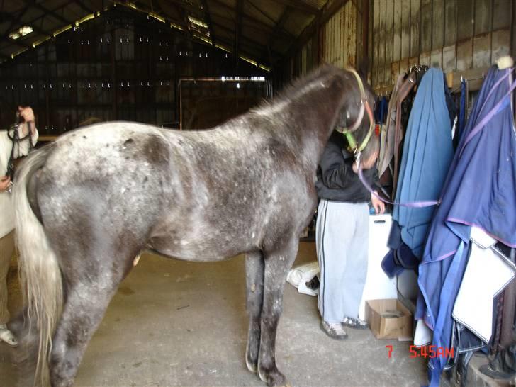 Knabstrupper Thunder Arki - arki 2 år  billede 9