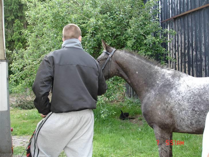 Knabstrupper Thunder Arki - så øver vi at gå i trailer billede 10