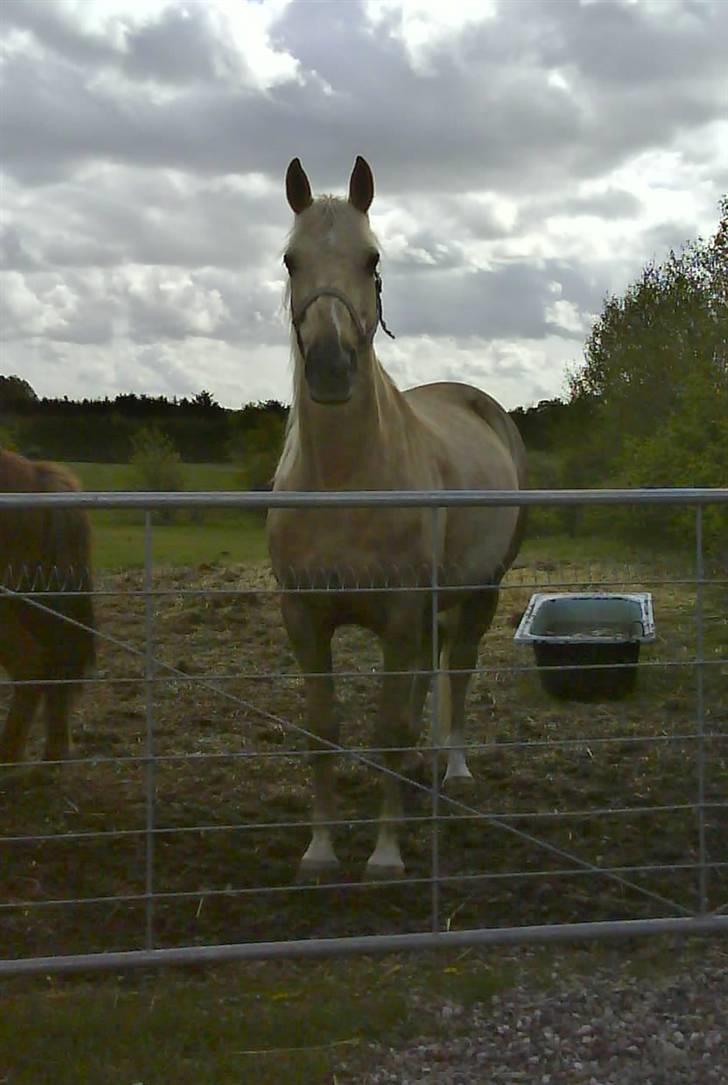 Palomino Frønsen billede 6