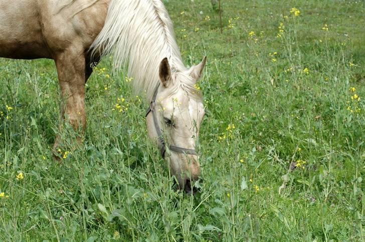 Palomino Frønsen billede 7
