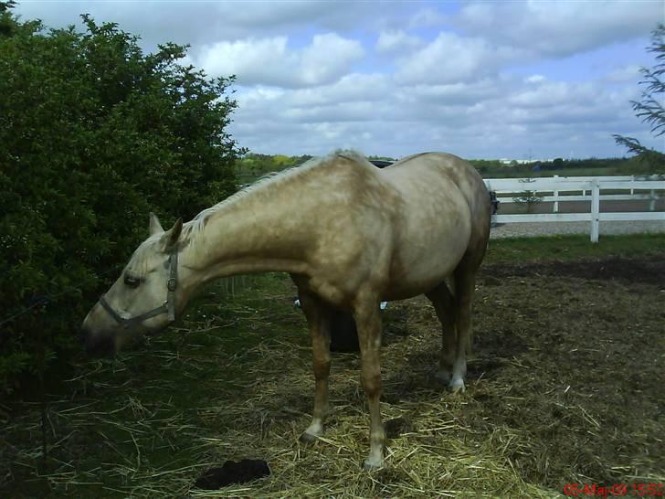 Palomino Frønsen billede 8