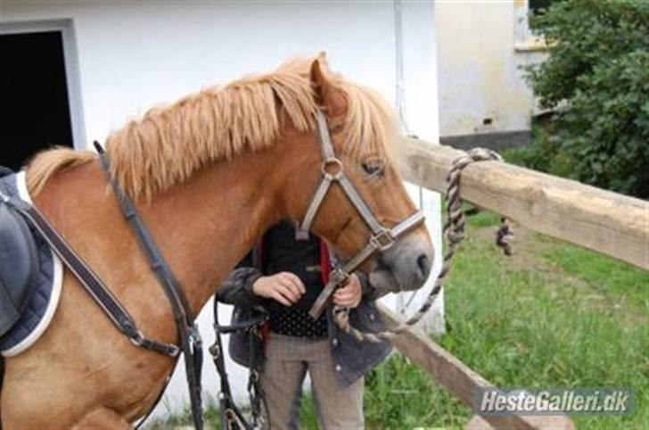 New Forest Casino (Solgt) - Dejlige dreng d; billede 13