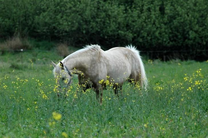 Palomino Frønsen billede 9
