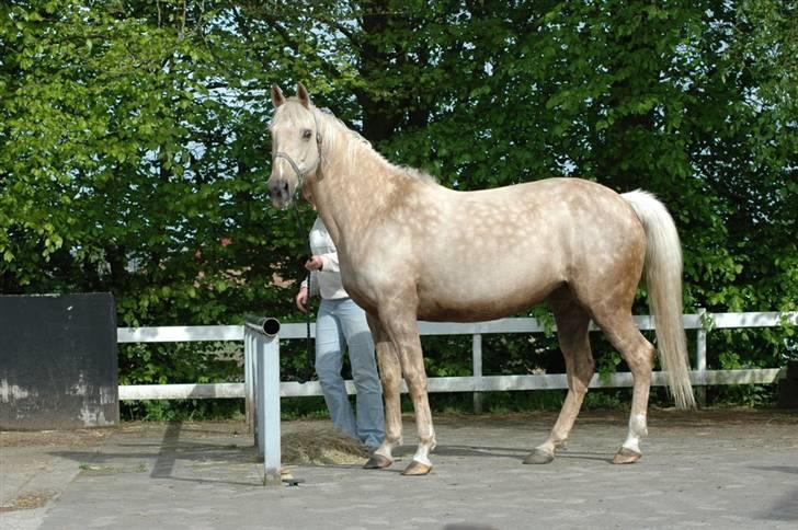 Palomino Frønsen billede 10