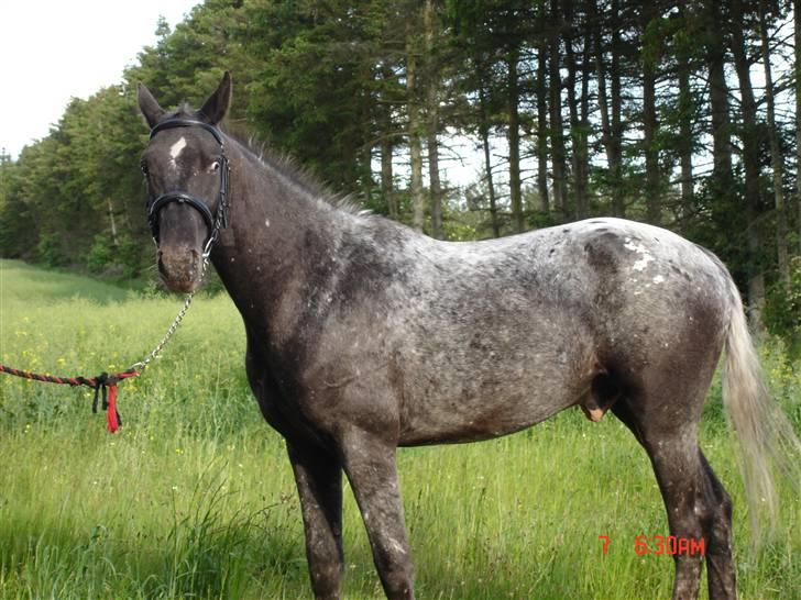 Knabstrupper Thunder Arki - arki 2 år  billede 12