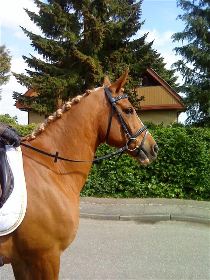 Hollandsk Sportspony Niksnut   - på vej hjem fra min konfirmation<33                 fotograf: ? billede 16