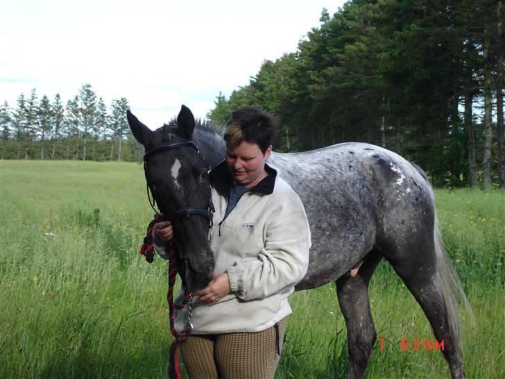 Knabstrupper Thunder Arki - mors dejlige dreng billede 13