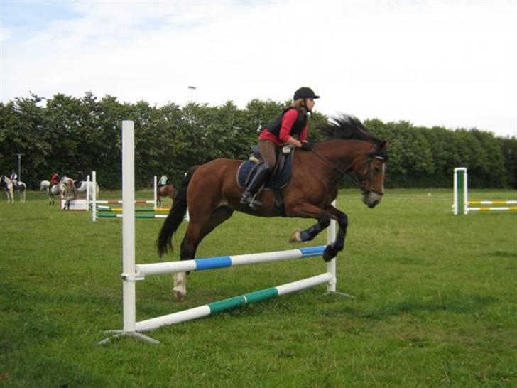 Anden særlig race Torja (Halvpart) - #19 billede 19