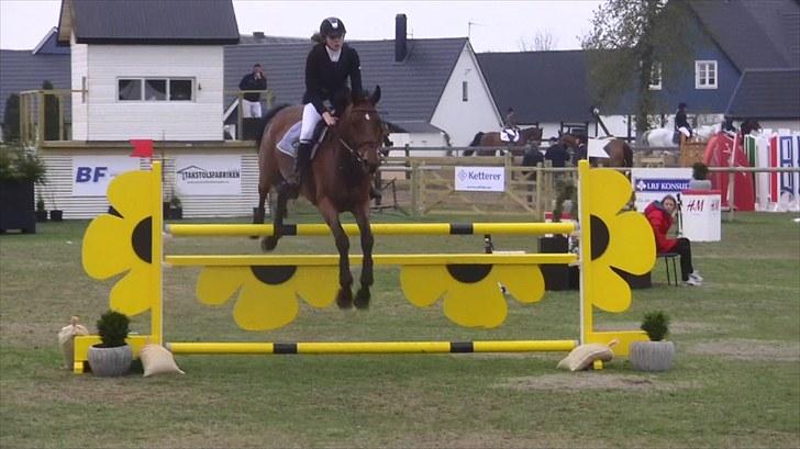 Hannoveraner - Gina Lady - 125cm. i Sverige 2010 billede 15