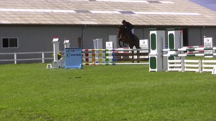 Hannoveraner - Gina Lady - LA** 2010 billede 16