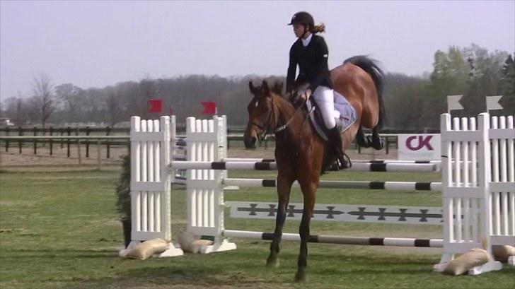 Hannoveraner - Gina Lady - 120cm. i Sverige 2010 billede 17