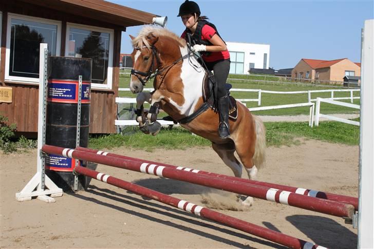 Pinto Hestehavens Julius  - Julius er da mega sej! 3 gang han springer  billede 5