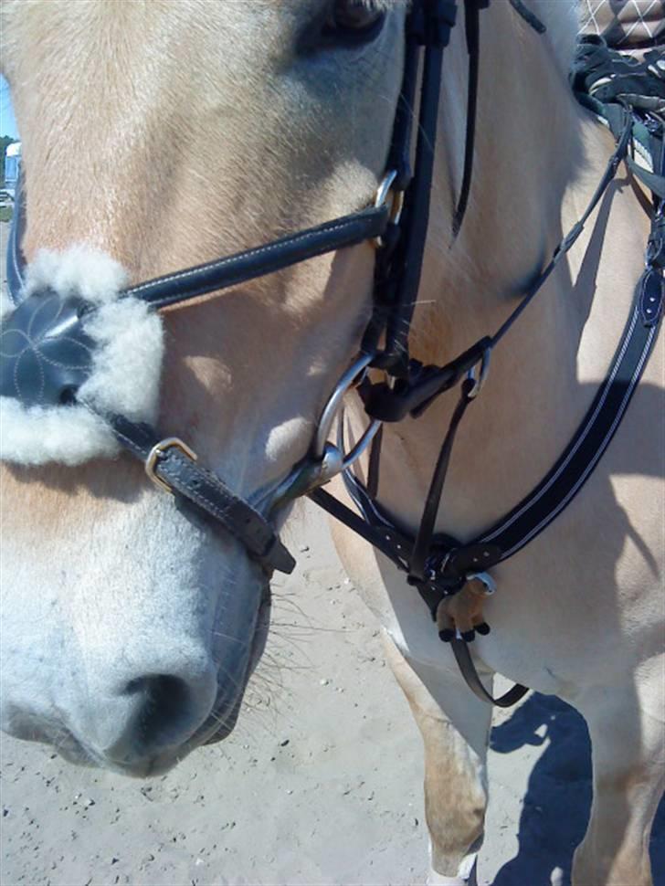 Fjordhest urban fjordlyst *død*  - et hovde  billede 8