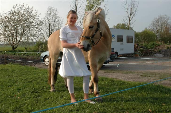 Fjordhest urban fjordlyst *død*  - mig og min pony  billede 9