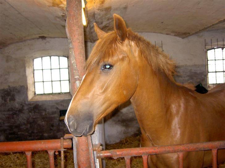 New Forest Clyde- {SOLGT} billede 12