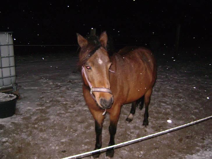 New Forest Lajka :') Elsket og savnet af rigtig mange :'i <3 - Gå ikke foran mig måske vil jeg ikke følge dig. Gå ikke bagved mig måske vil jeg ikke føre an. Gå ved siden af mig og vær blot min ven billede 5