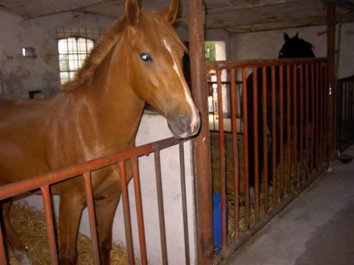 New Forest Clyde- {SOLGT} billede 13