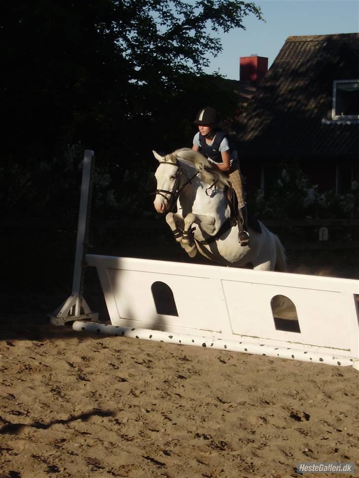 Anden særlig race Miss Mary - spring billede 15