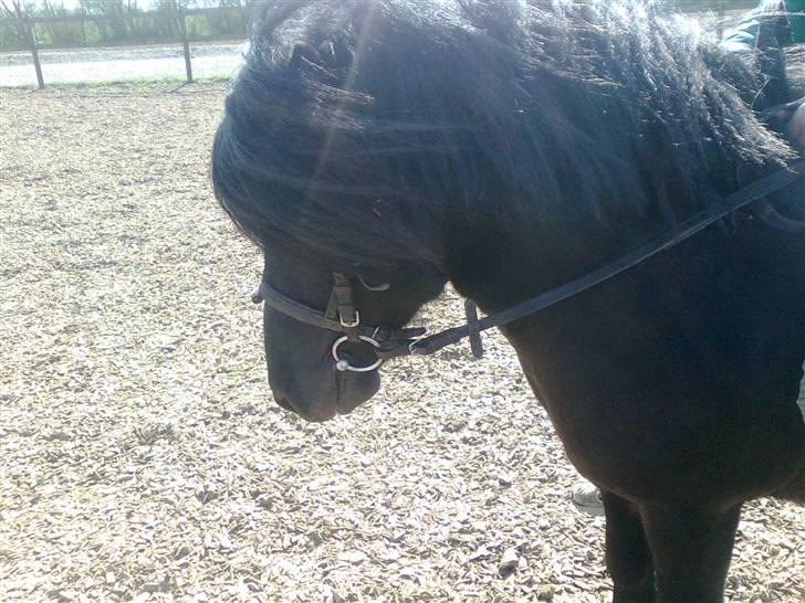 Shetlænder flaubert billede 15