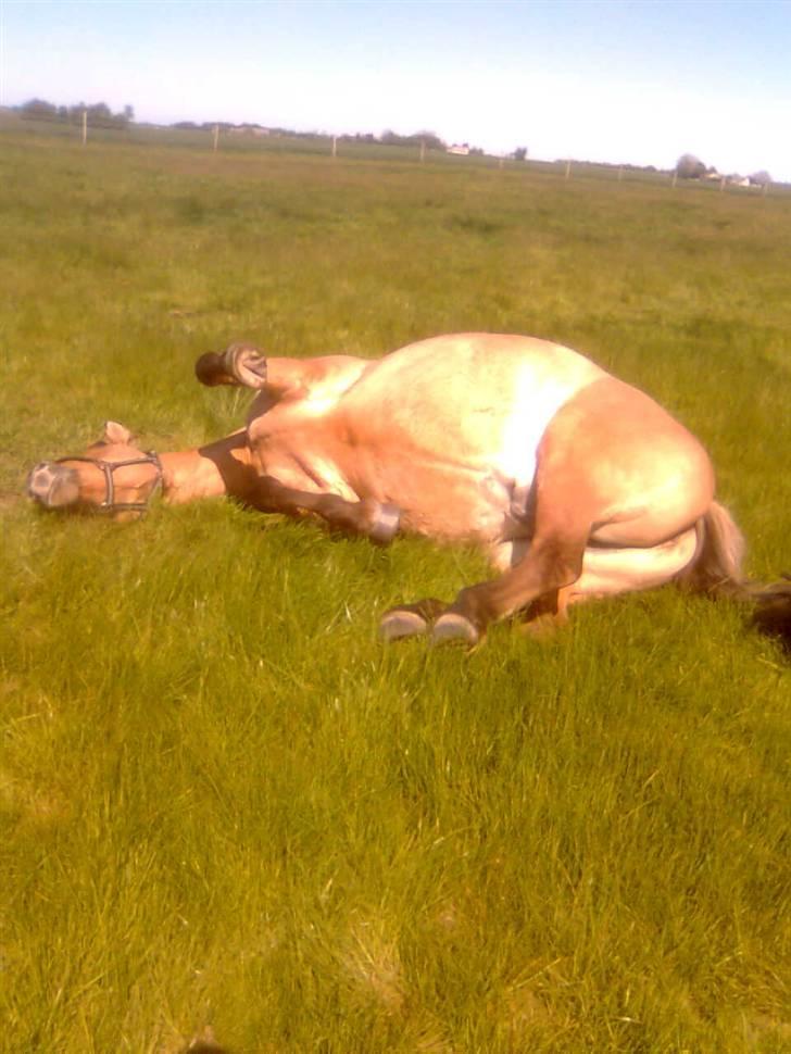 Anden særlig race Seven - foto miig billede 7