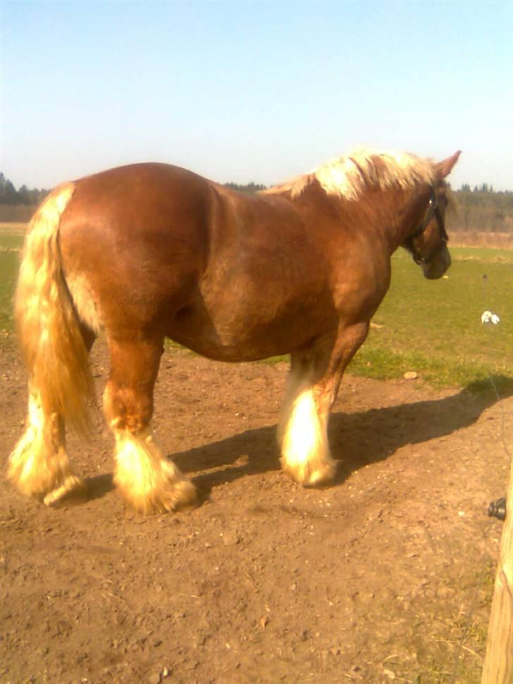 Jyde Conrad - : foto miig billede 12