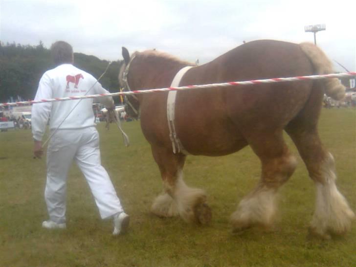 Jyde Conrad - her er han med som en af de tre beste hingste på gl.estrup dyreskue :) dygtig dreng : foto miig billede 14