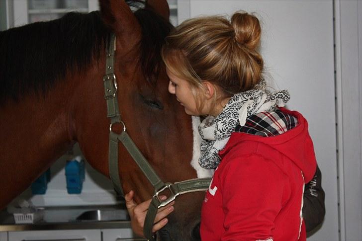 Hollandsk Varmblod Why Not - aflivet :( - d. 30.8.10 - why not med bedøvelse inden han blev aflivet. du betyder så meget! billede 1