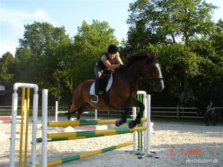 Hollandsk Varmblod Why Not - aflivet :( - 2009 sidste spring i dobbelt spring :D dejlig hest. 110 cm.  billede 2