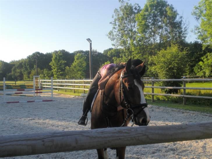 Hollandsk Varmblod Why Not - aflivet :( - jeg elsker dig dreng! smuk som altid.  billede 3