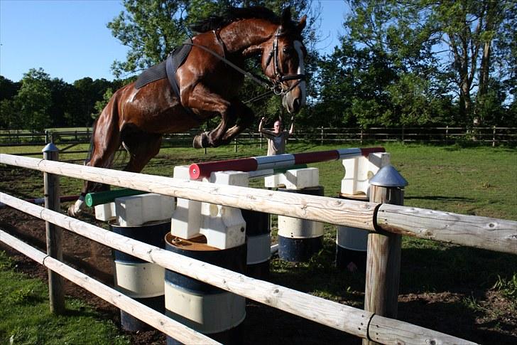 Hollandsk Varmblod Why Not - aflivet :( - springning i longe 150 cm (: billede 4