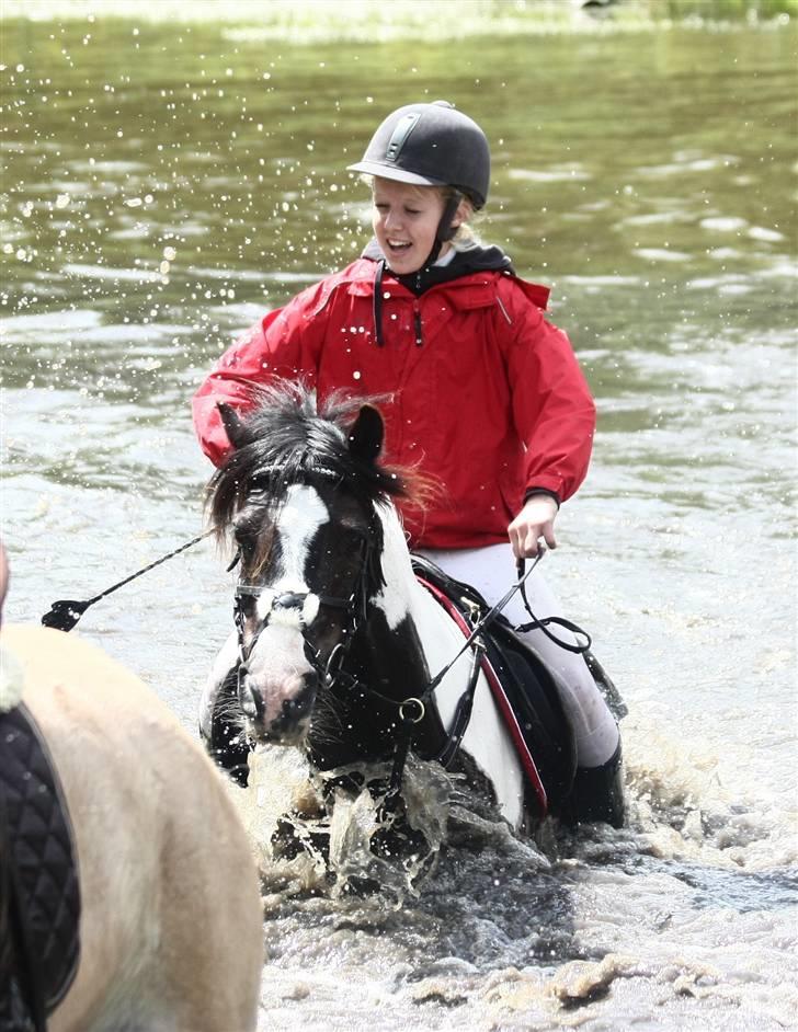 Irish Cob | Rain |  -  - første jagt sammen ´ <3 badesøen d; billede 4