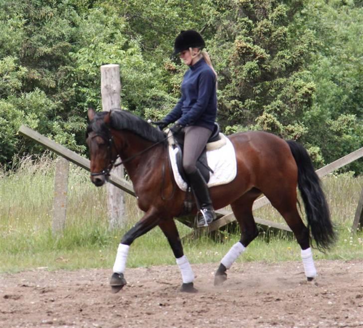 New Forest Elmholts Chanell  - træning d. 6. juni 09 - foto: mor<3 billede 18